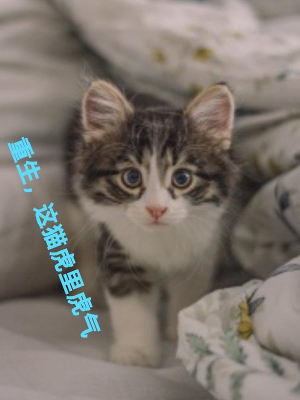 这猫虎里虎气在线观看