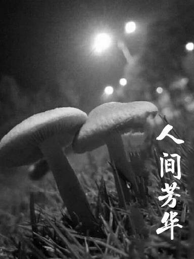 芳华诗句合集