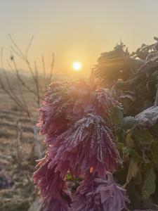 花开易见落难寻下一句